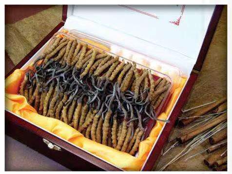 北镇冬虫夏草回收